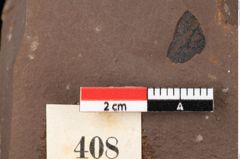 Foto (Detailansicht) von Smilax grandifolia Unger (NHMW-GEO-2024-0188-0408)